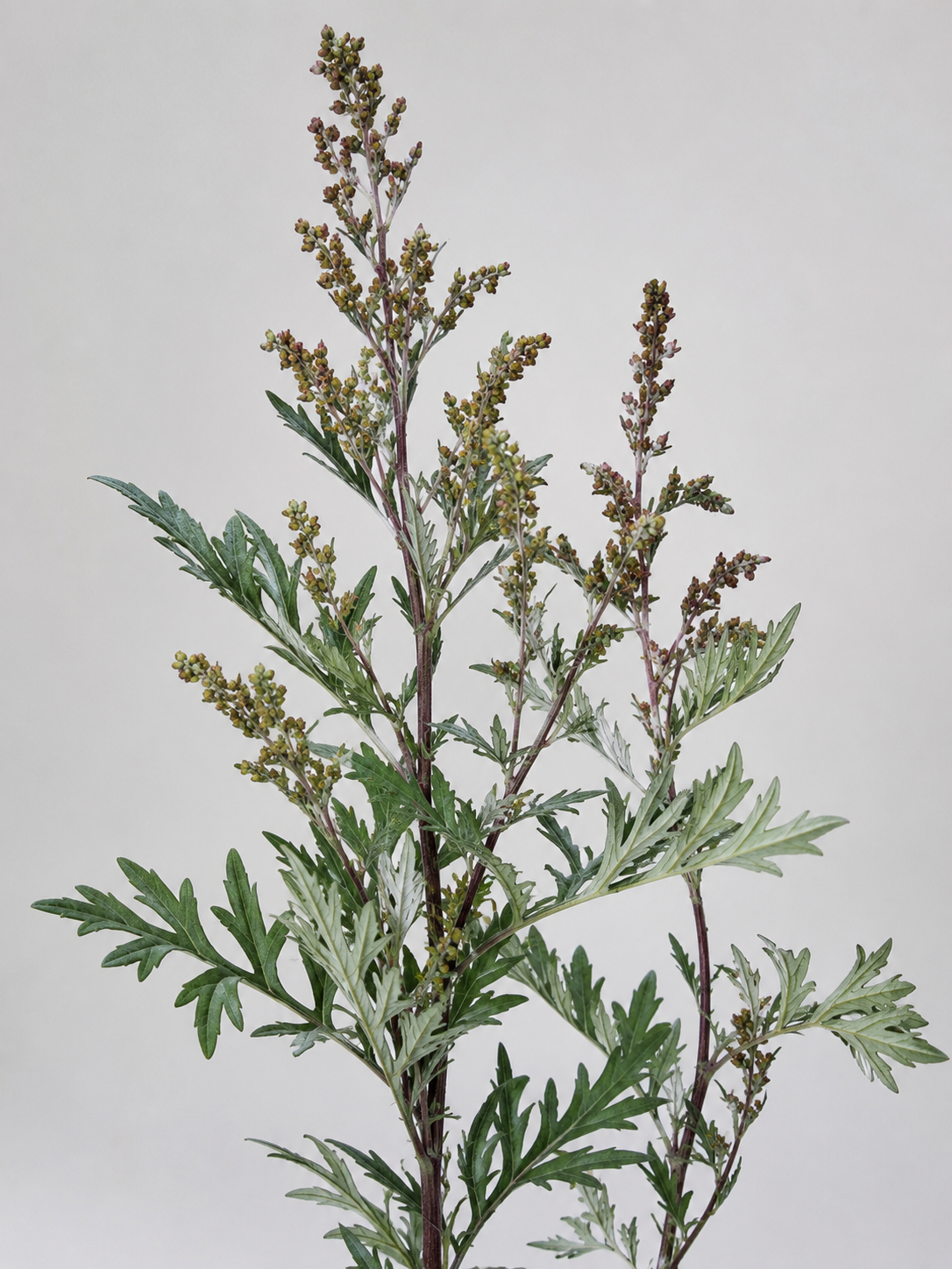 Mugwort, Artemisia vulgaris, showing green upper leaves and pale silvery undersides
