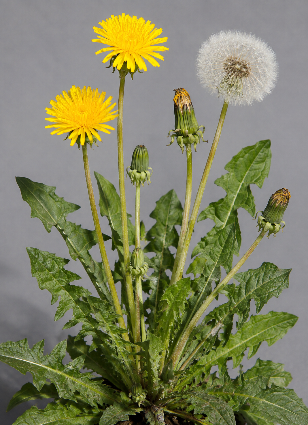Dandelion showing a basal rosette, yellow flower head, hollow stalk, seed head, and taproot