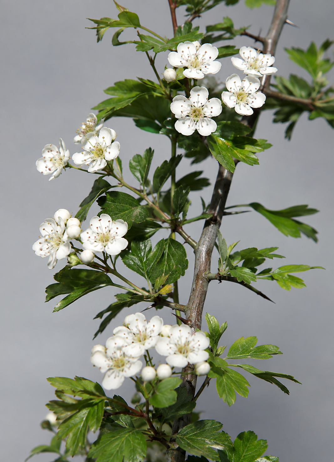 Common hawthorn, Crataegus monogyna, showing deeply lobed leaves, white flowers, thorns, and red haws