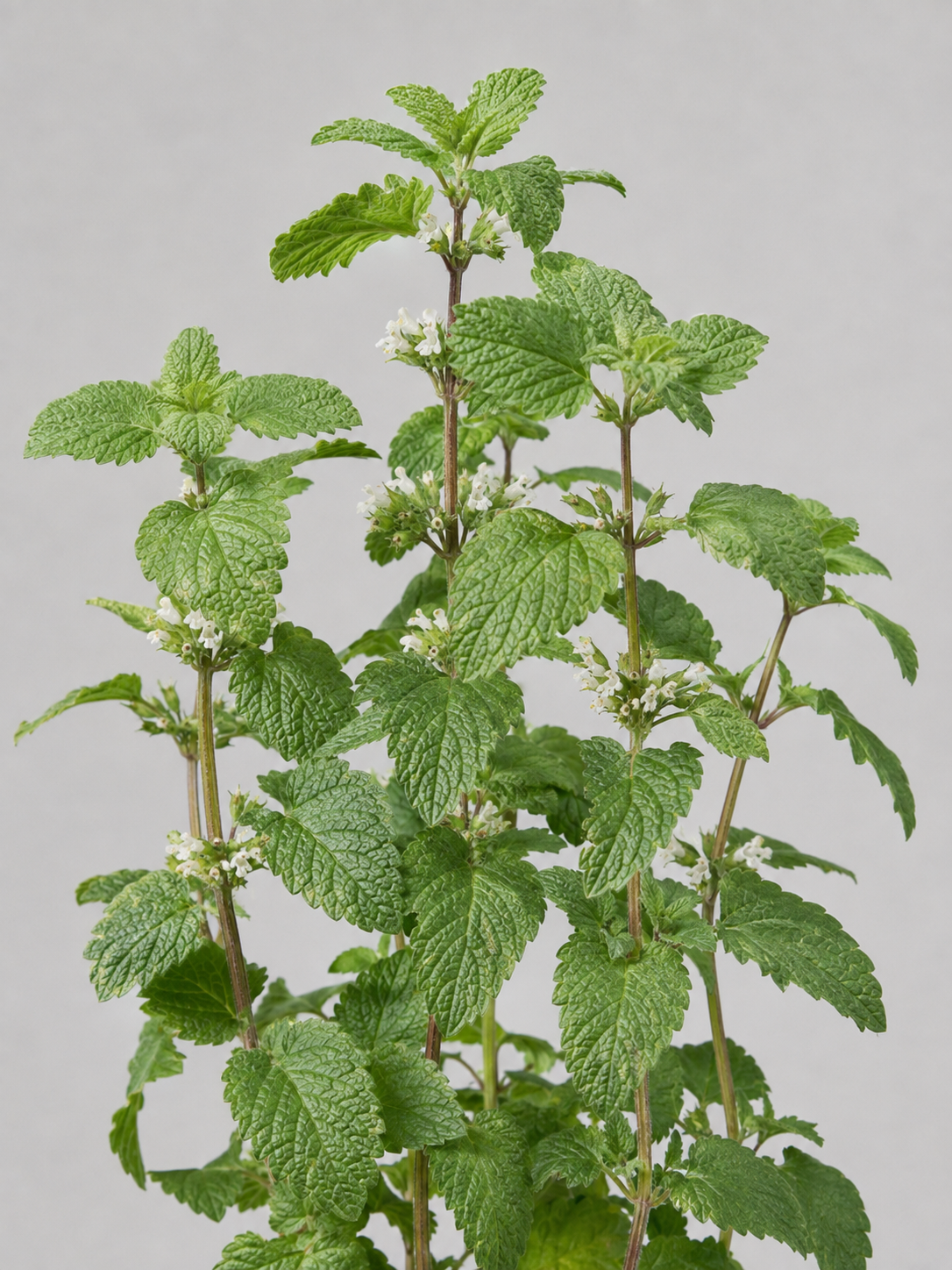 Lemon balm, Melissa officinalis, showing opposite wrinkled leaves and small pale flowers