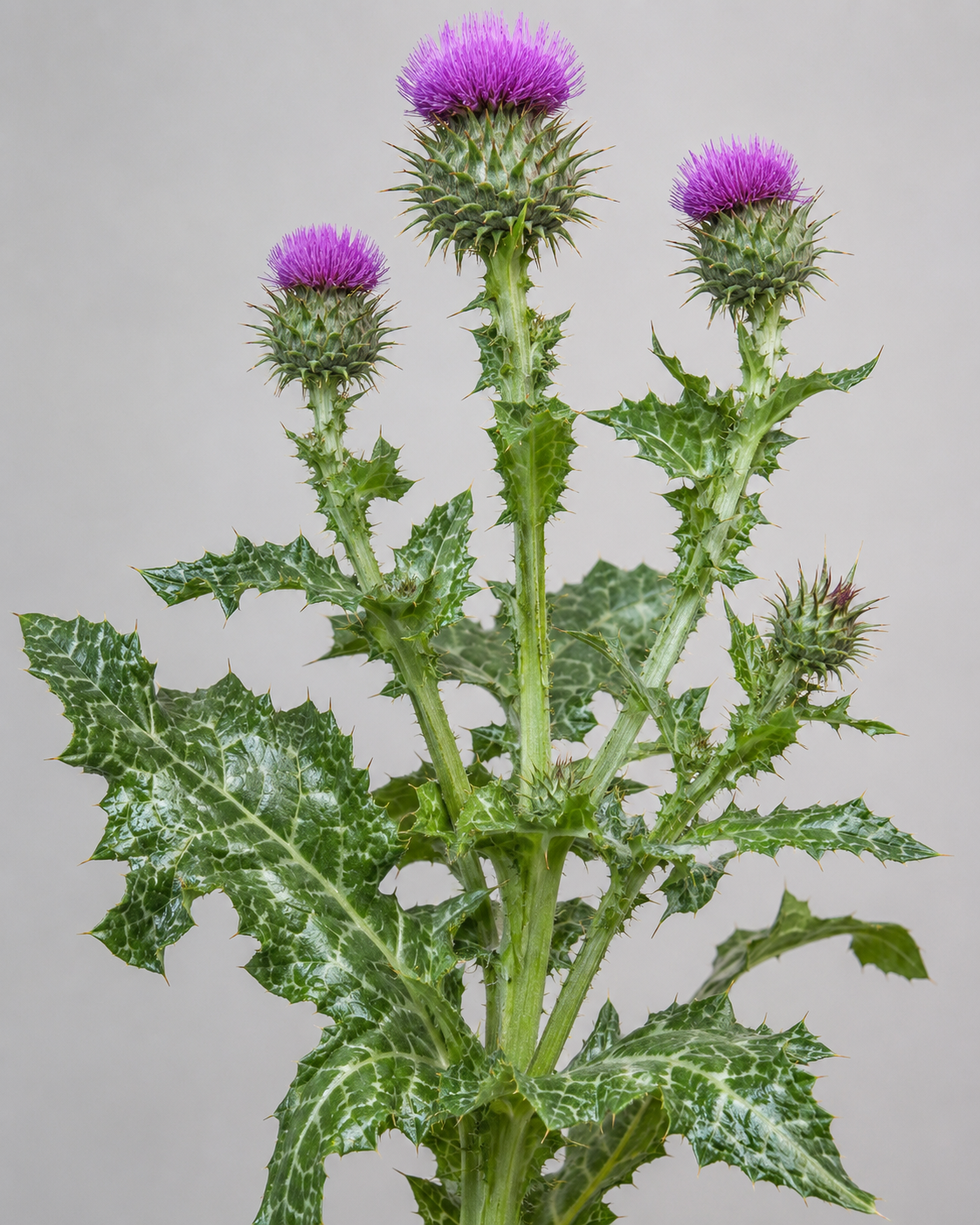Milk thistle showing white-marbled spiny leaves and a purple flower head