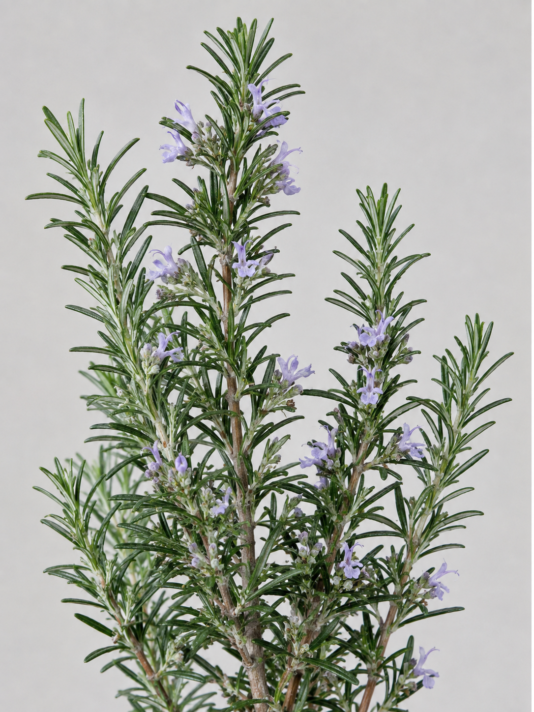 Rosemary, Salvia rosmarinus, showing evergreen linear leaves and pale blue flowers