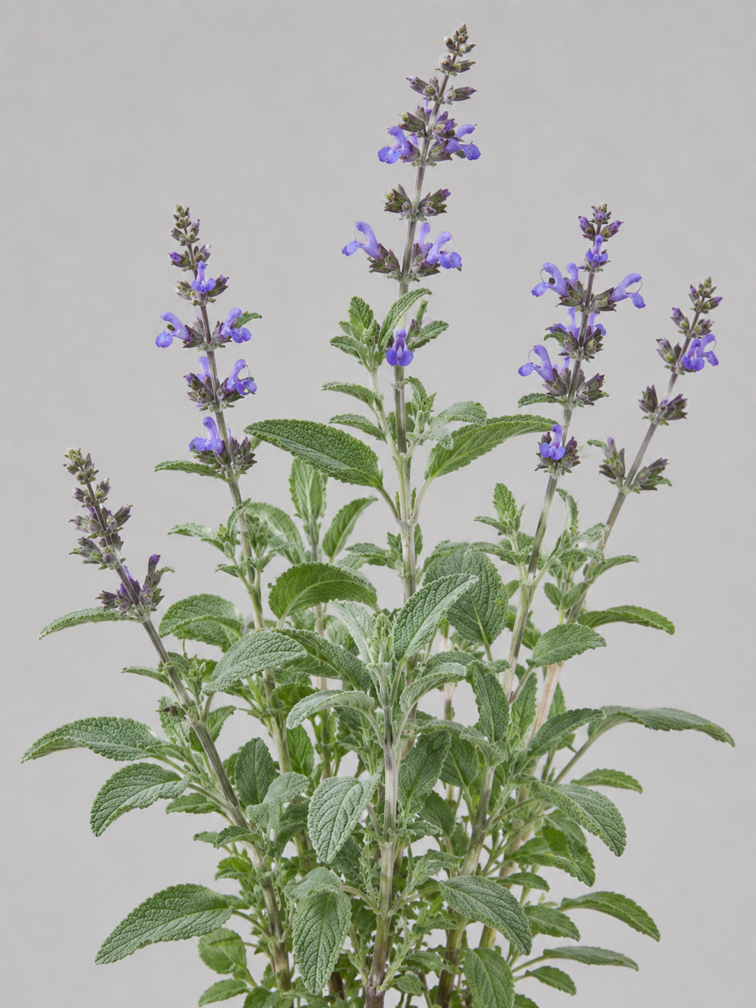 Common sage, Salvia officinalis, showing opposite grey-green textured leaves and purple flowers