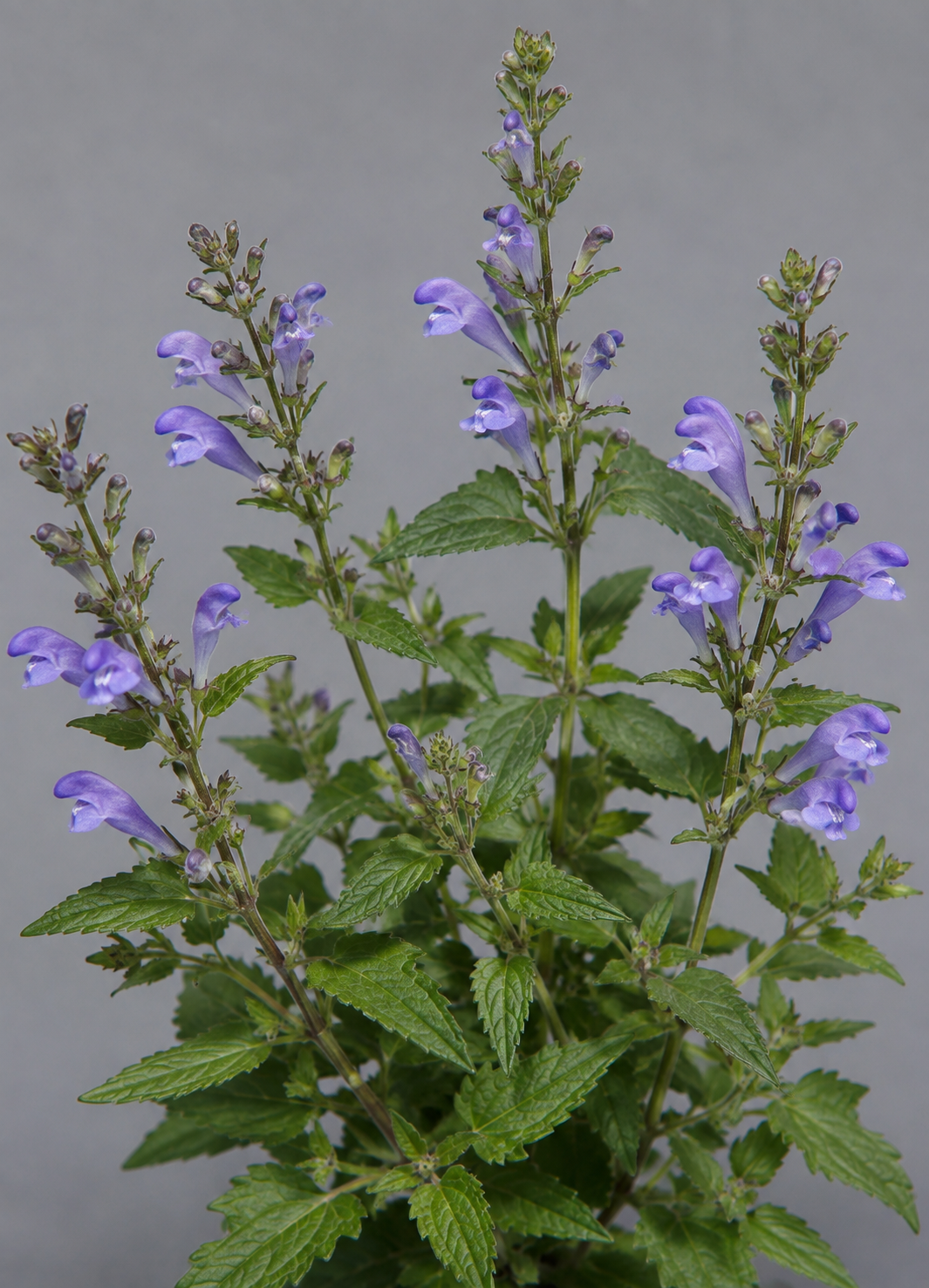 American skullcap, Scutellaria lateriflora, showing opposite leaves and small blue flowers in lateral clusters