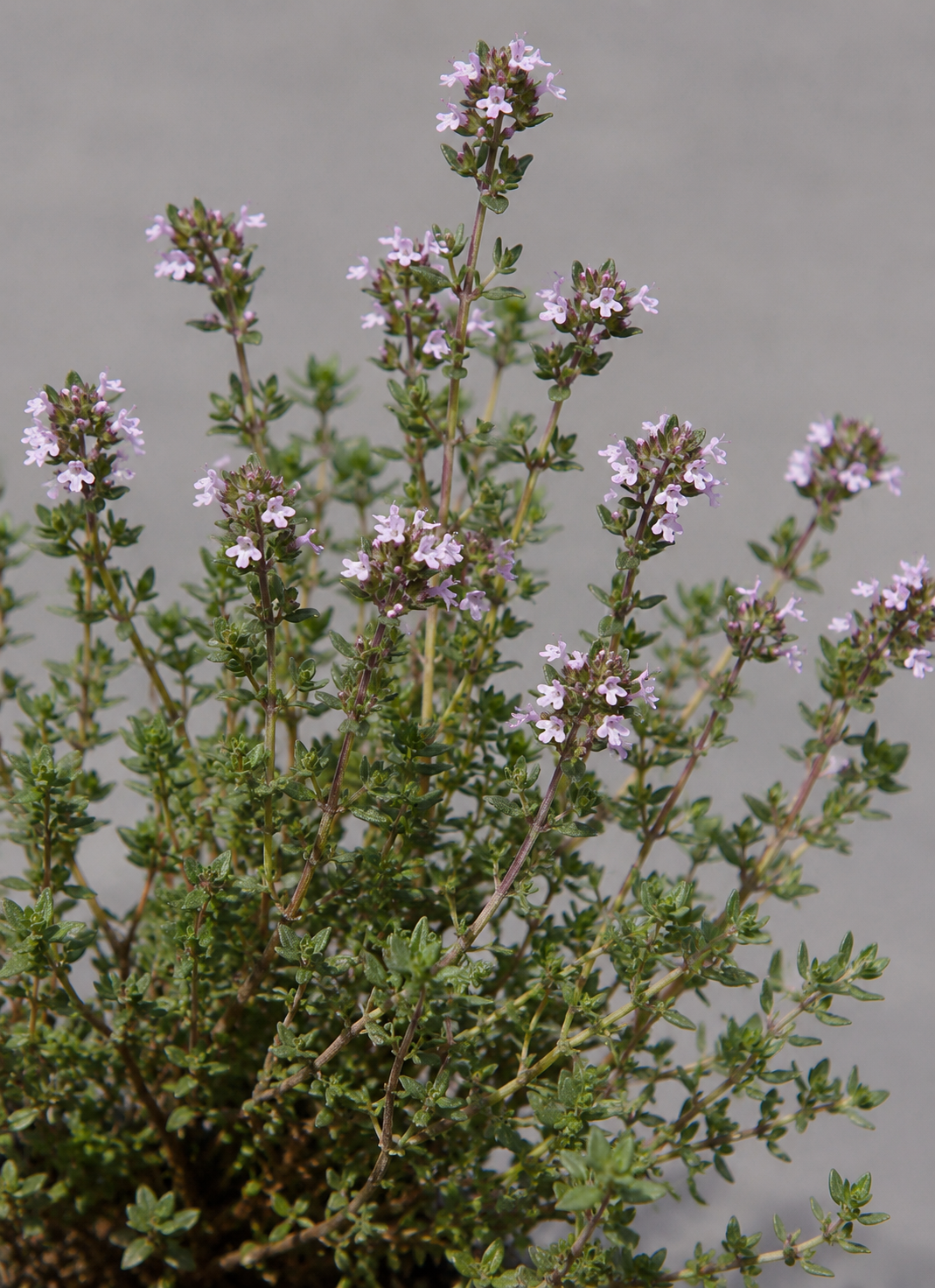 Common thyme, Thymus vulgaris, showing woody stems, small opposite leaves, and pale flowers