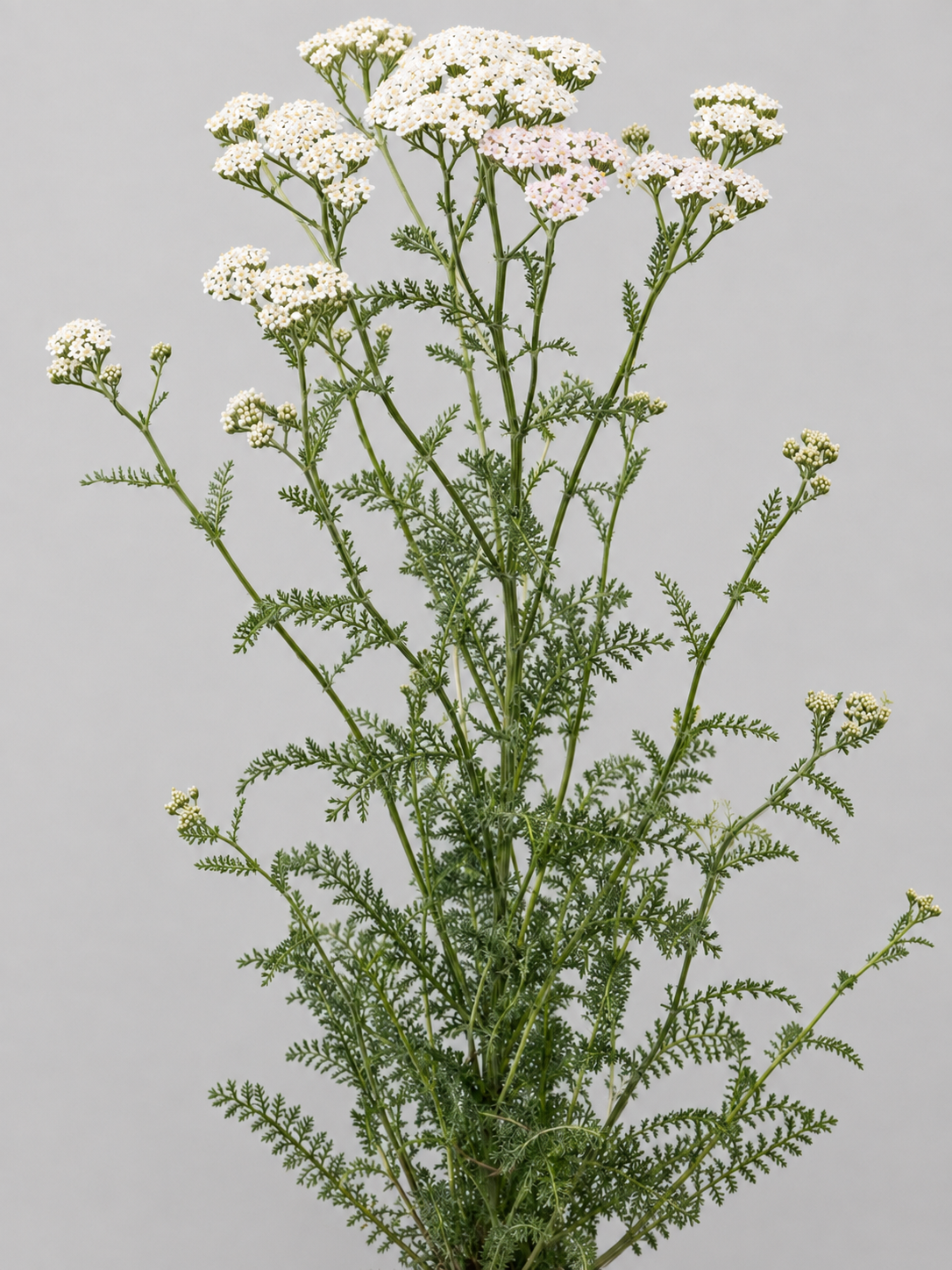Yarrow, Achillea millefolium, showing finely divided leaves and white flat-topped flower clusters